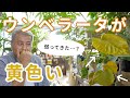 【判断するコツ】ウンベラータの葉っぱが黄色になっている…。これはなんで？【初心者】
