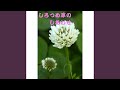 しろつめ草のしあわせ