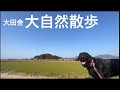 【大型犬散歩】大田舎の散歩道をさくらちゃんと散歩！ジンバルで撮影！大自然！