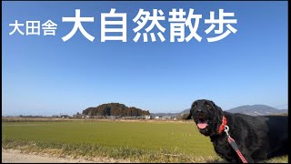 【大型犬散歩】大田舎の散歩道をさくらちゃんと散歩！ジンバルで撮影！大自然！