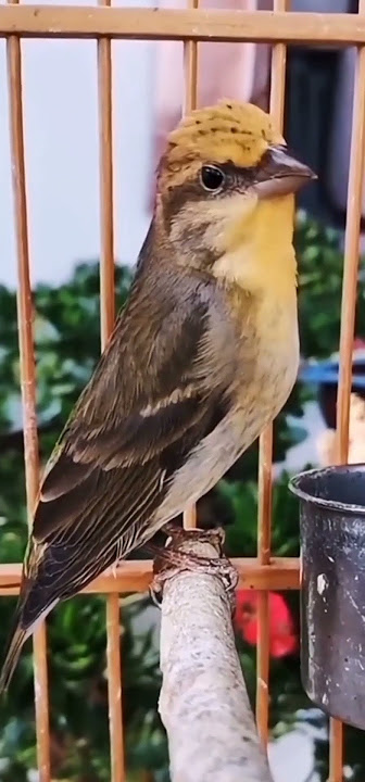 suara burung Manyar @D.Hewan. #suaraburung #manyar #burungcantik #duniaburung #kicauanburung
