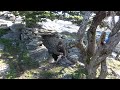 PRIMITIVE STONE SHELTER BUILDING AND COOKING OVER THE FIRE TURKEY ON A TICK (PANORAMIC VIEW)