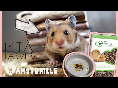 Video: Millaista Miestä Tarvitset?