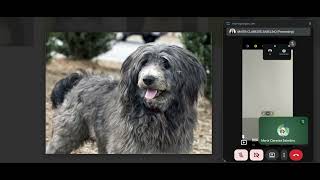 Mobile Application Flutter Project / Dog Breeds Classifying Image / School Purposes screenshot 5