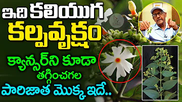 Parijatham Plant Medicinal Values | Kalpa Vruksham | Plant Science |  Eagle Media Works