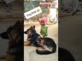 German Shepherd Pure Double Coat || Dog and Hunter Boy #dog #gsd