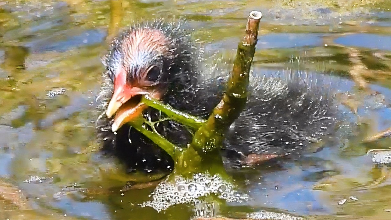 Duck Family? 0516G🦆ヒナVSトロトロ藻、バン親子、カワセミ子育て中