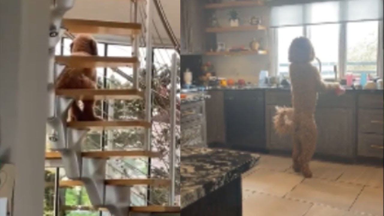 動物たちに見られた奇妙な行動TOP8