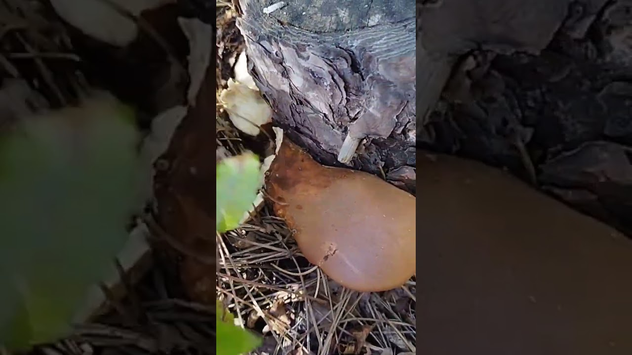 Свинушка толстая, не путать со свинушкой тонкой! 