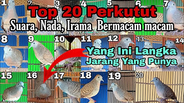 Top 20 Perkutut, No 16 Ada yang Punya Tidak Para Sobat Kung Mania