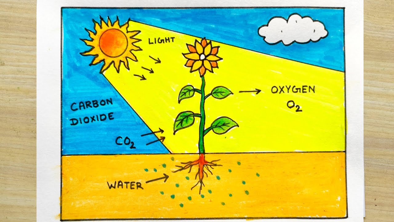 Photosynthesis Drawing for project idea |Photosynthesis for school students easy|Photosynthesis idea