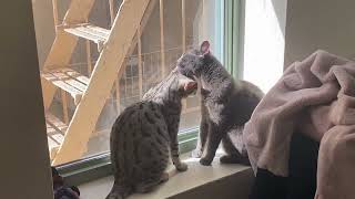 Russian Blue and Bengal grooming each other! | #russianblue #bengals by Elsa and Dalila  78 views 8 months ago 1 minute, 12 seconds