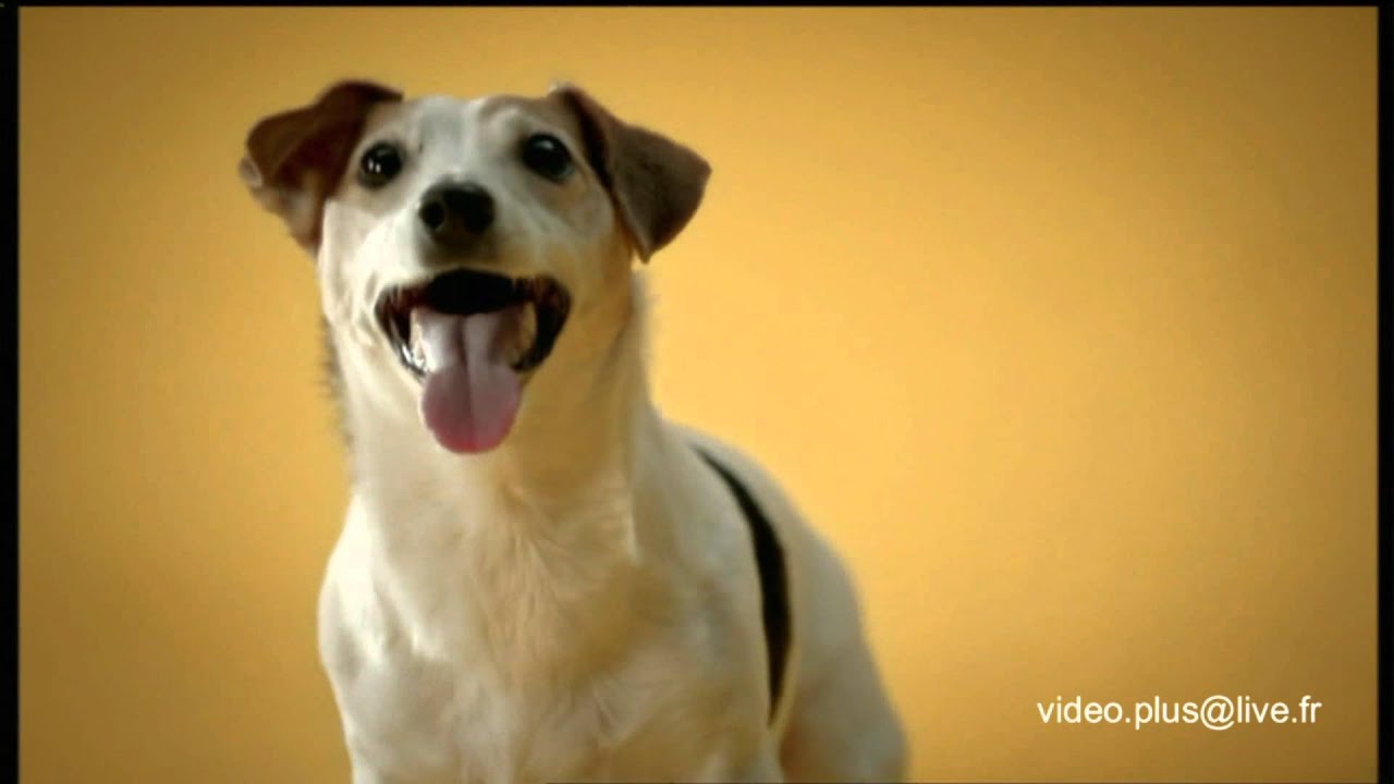 Pub Croquettes Pour Chien Pedigree Hd