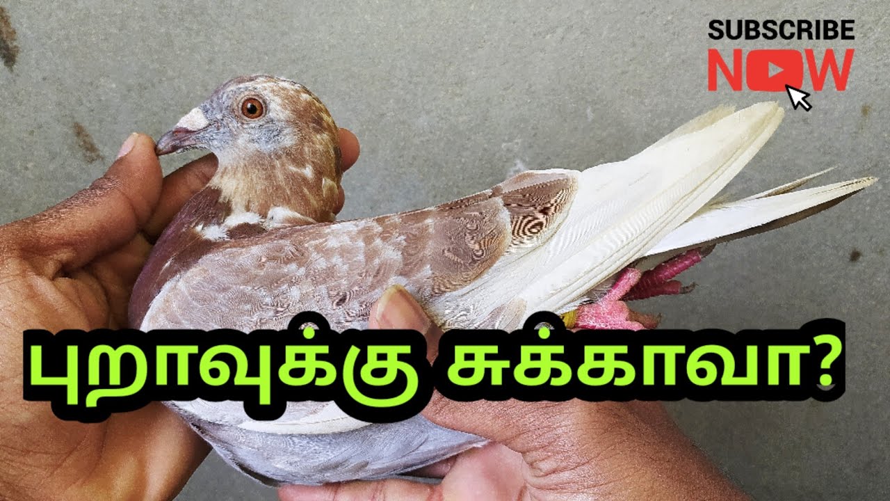 How to cure Pigeon SUKKA