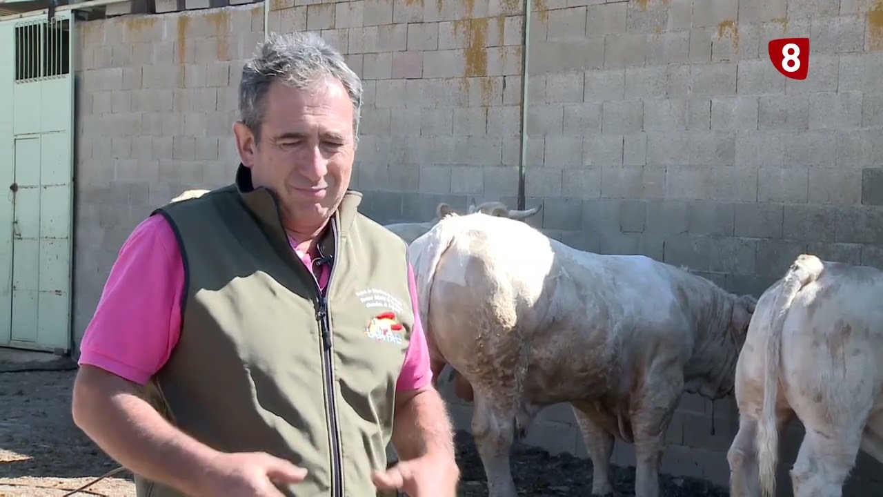 ASÍ SE PREPARAN LOS ANIMALES PARA SALAMAQ - Campo Salmantino, 18 de agosto de 2025