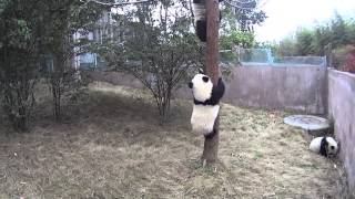 pandapia 20140228-互動玩耍-小樹就是壹朝天子壹朝臣,雅二和茜茜都下樹以後,明明便登上了寶座