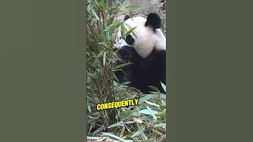 Why Pandas Endangered Despite No Natural Predators? #shortsviral #shortsfeed #shortsvideo #shorts
