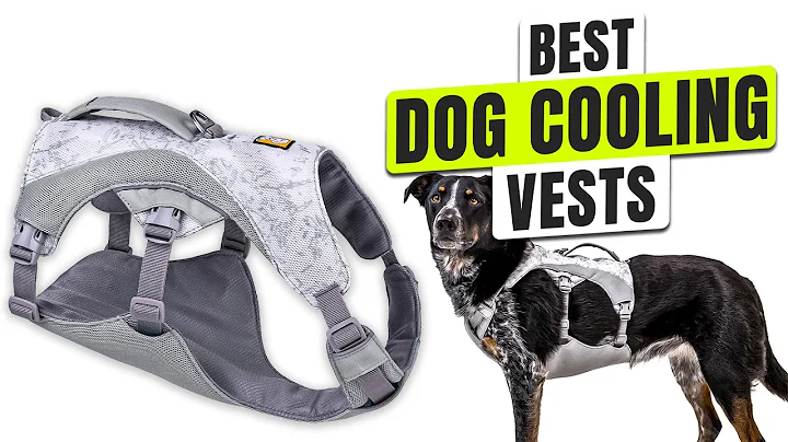 3 BEST Dog Cooling Vest - Keep Your Dog Cool Before It’s Too Late!