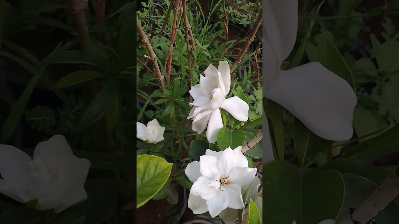 Amazing flowerng on gardenia 