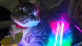 パリピキャット🐱✨