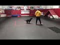 Training a dog with a ball.