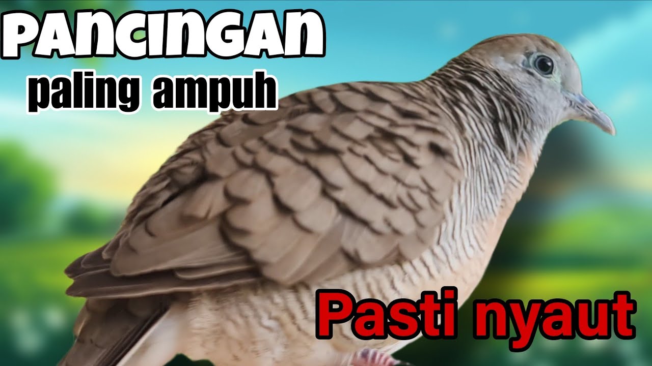 Perkutut lokal gacor pancingan paling ampuh 