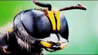 D2Dash Totald - Wasp Hq 2010 Dub