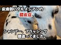 【子犬】子犬が病気になりました。皮膚の弱いシングルコートのダルメシアン要注意。#膿皮症#皮膚が弱い犬#子犬