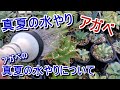 【水やり】アガベの真夏の水やりについて。暑すぎる夏、水やりどうする？【Agave】【園芸】