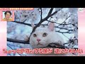 LOVEかわさき　4月13日放送　ねこづくし！動物写真家・岩合光昭の世界