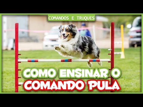 Vídeo: Como ensinar seu cão ao salto