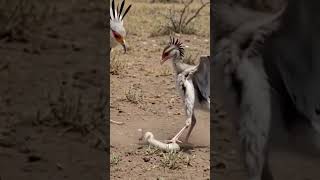 Secretary bird and baby : hunting education #wildlife #birds #nature