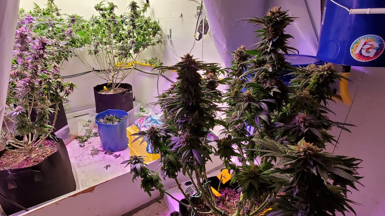 Build your own grow room controller with a 5 computer Part 1 YouTube