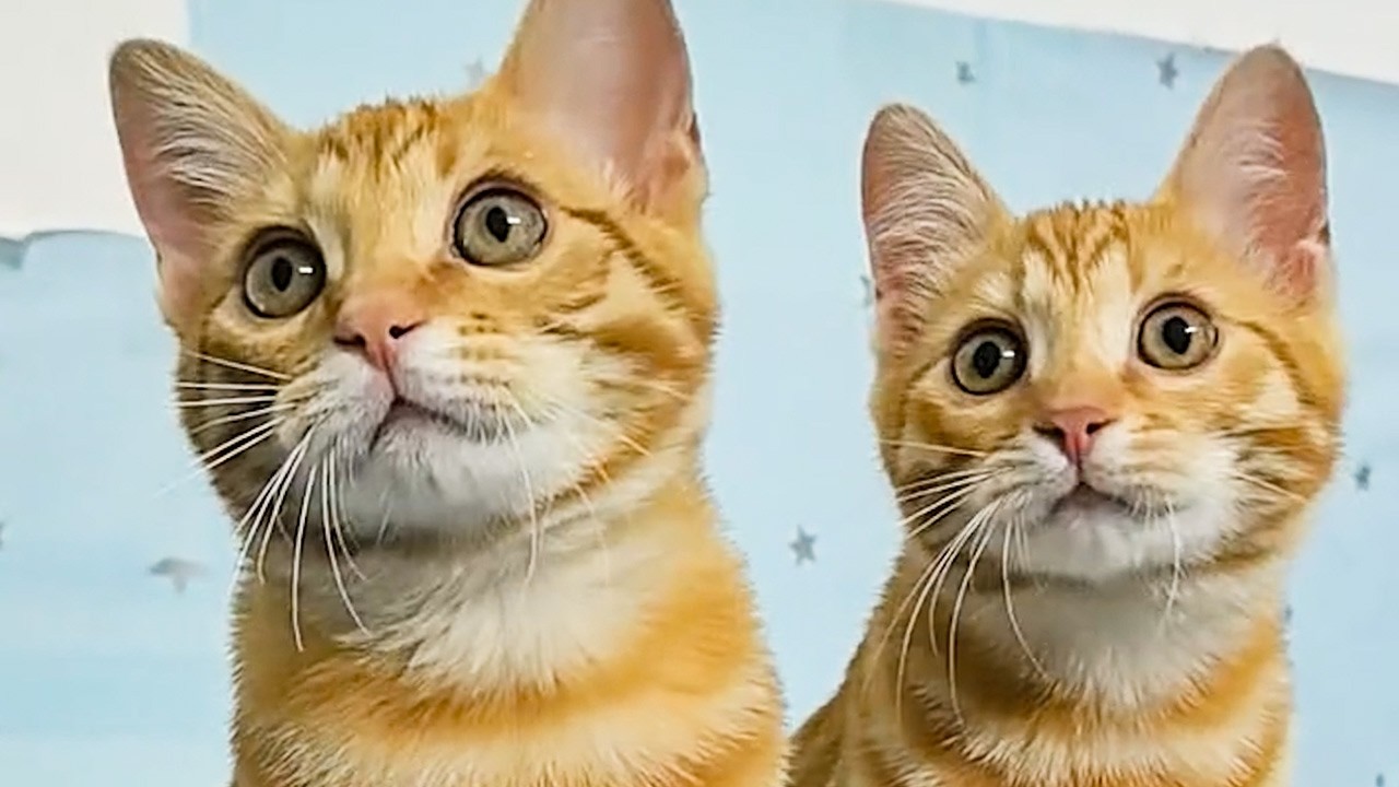 2匹の子猫を救った独り暮らしの男。ゴミ袋から始まった友情、家族へ変わっていく瞬間に涙