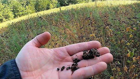 10 Week Update: Our Buckwheat Has Gone To Seed!  | Our No Herbicide Food Plot | Buckwheat Cover Crop
