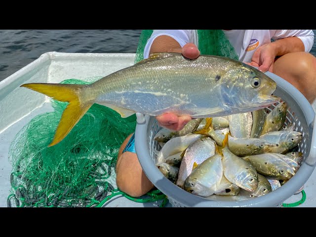 Netting & Eating BAIT! Menhaden-Catch Clean Cook- (SHOCKING RESULTS) 