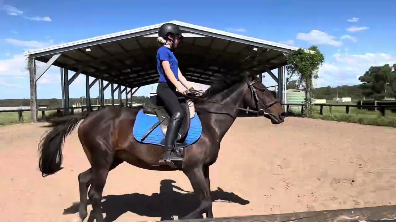 Flynne Lewis Prep 3 Dressage