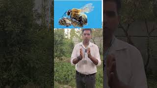 Excellent Topic Regarding Roll of Honey bees