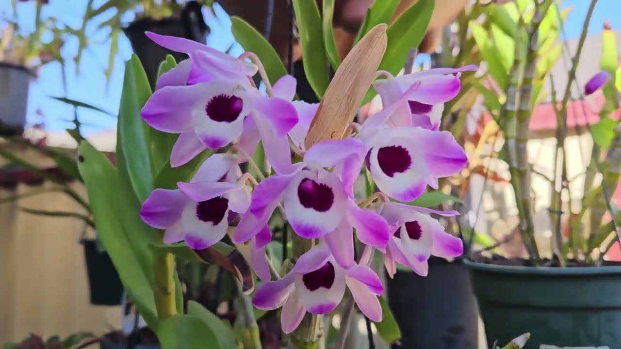 Dendrobium Orchids collections