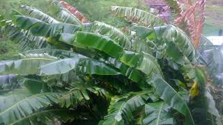 DSCF7581