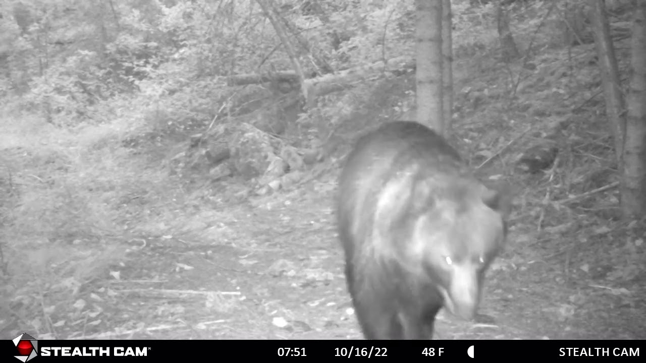 Grizzly Bear. 10/16/2022 YouTube