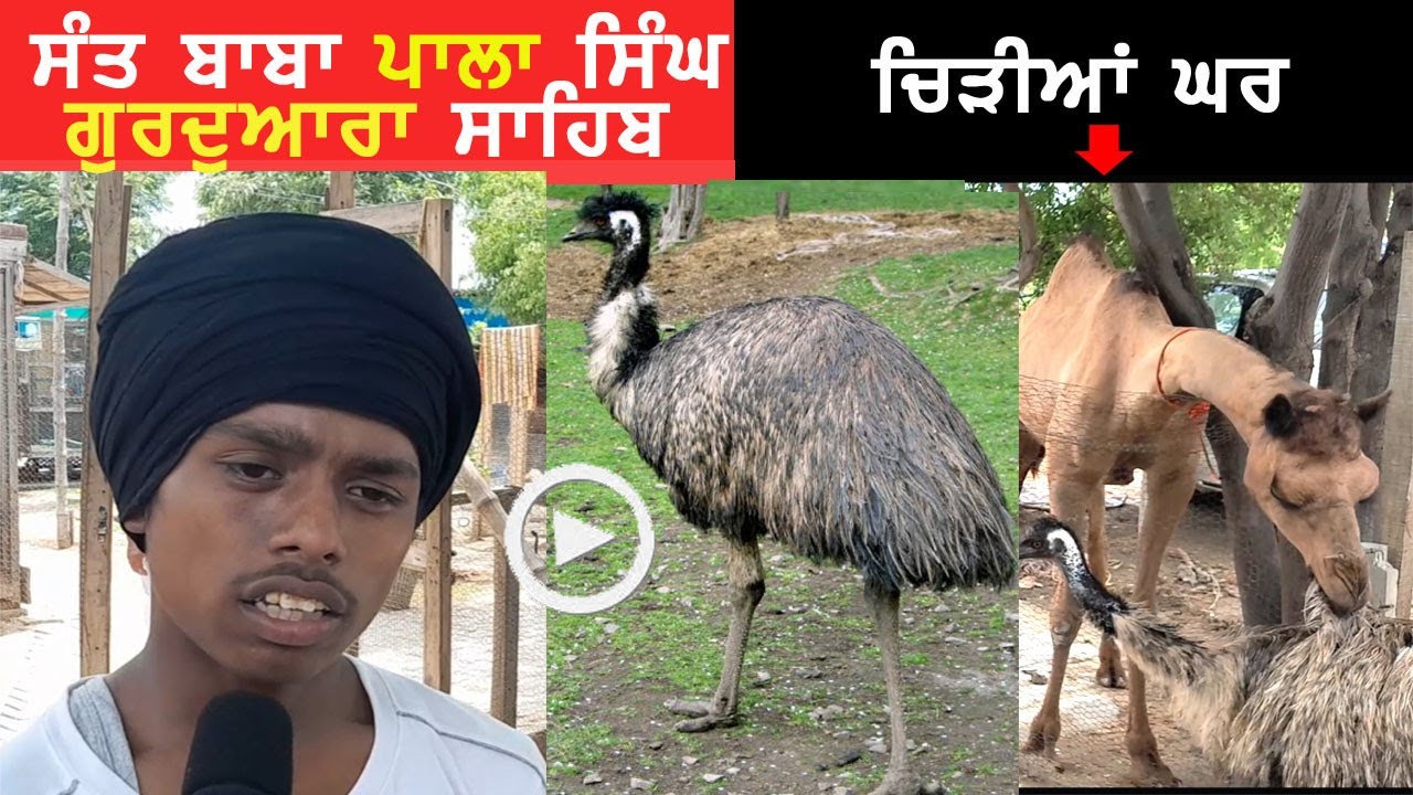 ਸੰਤ ਬਾਬਾ ਪਾਲਾ ਸਿੰਘ ਗੁਰਦੁਆਰਾ ਸਾਹਿਬ ਚਕੋਰ ਚਿੜੀਆ ਘਰ | ਕੜਿਆਲ | ਧਰਮਕੋਟ || Sant Baba Pala Gurdwara Sahib ||