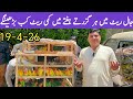 Birds Market Lalukhet Sunday Video Jaal Update | 19-4-26 By Budgies Parrots Traders
