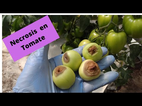 Video: El tallo se vuelve negro en los tomates: por qué una planta de tomate tiene tallos negros