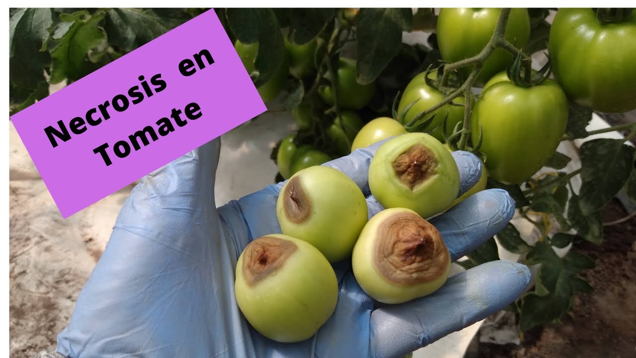 Necrosis en tomates