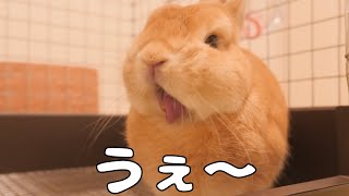 アソコを舐めすぎて強烈な匂いを嗅いでしまったウサギがこちら【No.635】