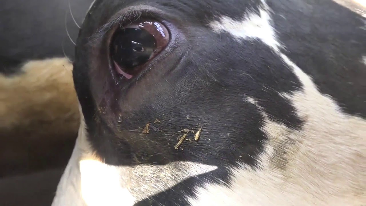 Crying cows - YouTube