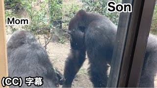 Son Gorilla looks worried about Mom after medical treatment. GentaroMomotaro family