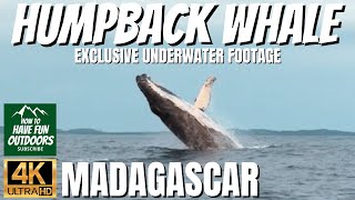 We Caught a Mysterious Whale on Video in Madagascar by How To Have Fun Outdoors 273 views 4 months ago 4 minutes, 29 seconds