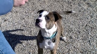 Adoptable Pet Of The Week - Ace